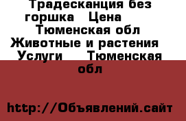 Традесканция без горшка › Цена ­ 10 - Тюменская обл. Животные и растения » Услуги   . Тюменская обл.